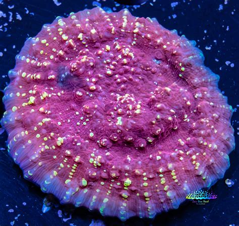 chalice coral for sale